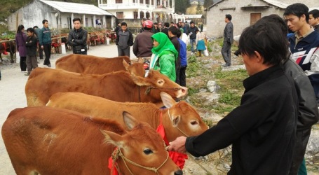 「国境地帯の貧困者に子牛を与える」プログラムを開始